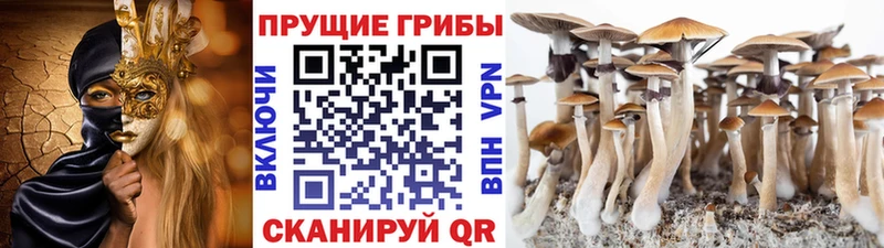 Псилоцибиновые грибы Psilocybine cubensis  как найти закладки  Ужур 